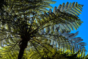 Faune / Flore 106