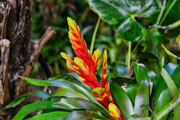 Faune / Flore 106