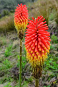 Faune / Flore 100