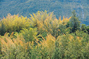 Flore 120