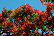 Flamboyant 108