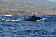baleine 111