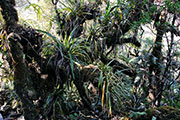Foret bellouve 115