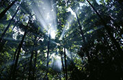 Foret anse cascades 100