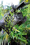 Foret du tevelave 113
