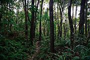 Foret du tevelave 109
