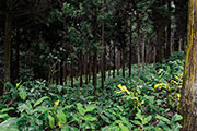 Foret du tevelave 111