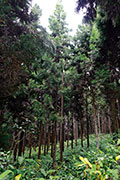 Foret du tevelave 110