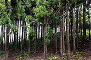 Foret du tevelave 107