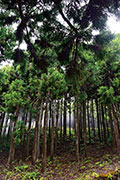 Foret du tevelave 106