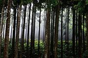 Foret du tevelave 108