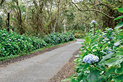 Foret du tevelave 103