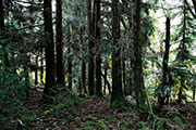 Foret bellouve 109