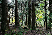Foret bellouve 114