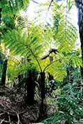 Foret bellouve 100