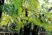 Foret bellouve 103