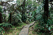 Foret bellouve 104