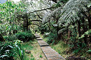 Foret bellouve 113