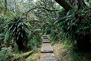 Foret bellouve 111