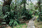 Foret bellouve 107