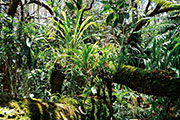 Foret bellouve 112