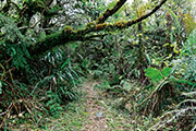 Foret bellouve 110