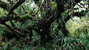Foret bellouve 117
