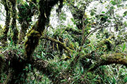 Foret bellouve 105