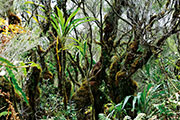 Foret bellouve 116