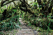 Foret bellouve 108