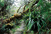 Foret bellouve 118