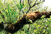 Foret bellouve 119