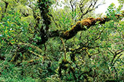 Foret bellouve 102