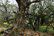 Foret riv. de l'est 132