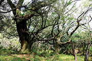 Foret riv. de l'est 111