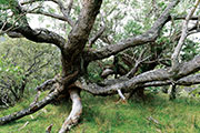 Foret riv. de l'est 110