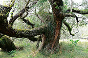 Foret riv. de l'est 122
