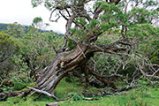 Foret riv. de l'est 114