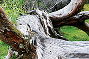 Foret riv. de l'est 115