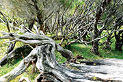 Foret riv. de l'est 130