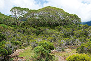 Foret riv. de l'est 106