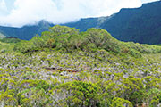 Foret riv. de l'est 108