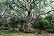 Foret riv. de l'est 105