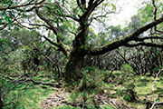 Foret riv. de l'est 123