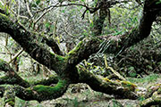 Foret riv. de l'est 116