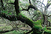 Foret riv. de l'est 125