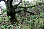 Foret riv. de l'est 118