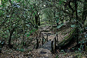 Foret riv. de l'est 128