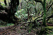 Foret riv. de l'est 119
