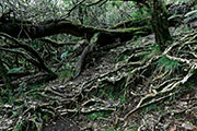 Foret riv. de l'est 120